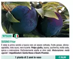 Santa rosa Susino 