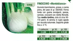  Finocchio