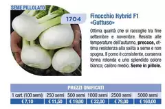 Finocchio 