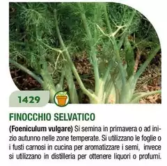 Finocchio Selvatico