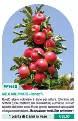 9FM85 Melo Colonnare «Rondo» 9FM85 Melo Colonnare «Rondo»