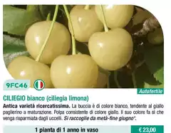 Ciliegio Bianco Ciliegio Bianco