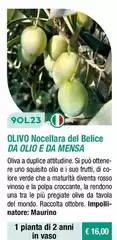 Fratelli Ingegnoli - Olivo Nocellara Del Belice Da Olio E Da Mensa Fratelli Ingegnoli - Olivo Nocellara Del Belice Da Olio E Da Mensa