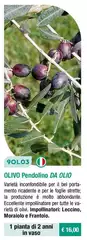 Fratelli Ingegnoli - Olivo Pendolino Da Olio Fratelli Ingegnoli - Olivo Pendolino Da Olio