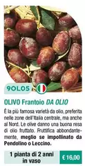 Fratelli Ingegnoli - Olivo Frantoio Da Olio Fratelli Ingegnoli - Olivo Frantoio Da Olio