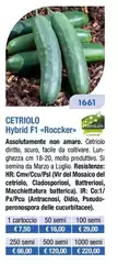Cetriolo