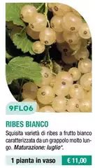 9FL06 Ribes Bianco
