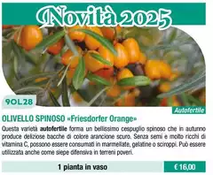 Olivello Spinoso Olivello Spinoso
