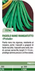Fagiolo Nano Mangiatuto Fagiolo Nano Mangiatuto