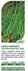 Fagiolo Rampicante Fagiolo Rampicante