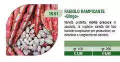 Fagiolo Rampicante Fagiolo Rampicante