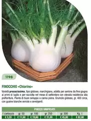 Finocchio 