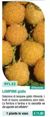 9FL22 Lampone Giallo