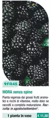 9FR45 Mora Senza Spine