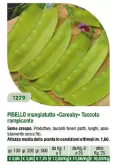 Pisello Mangiattutto CaroubyTaccola Rampicante