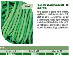 Fagiolo Nano Mangiatuto Fagiolo Nano Mangiatuto