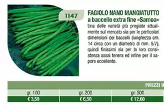 Fagiolo Nano Mangiatutoto Fagiolo Nano Mangiatutoto
