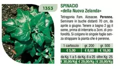Spinacio Della Nuova Zelanda