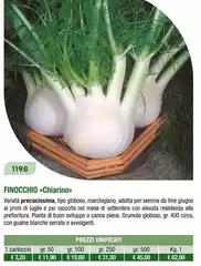 Finocchio 