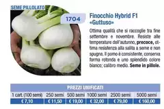 Finocchio 