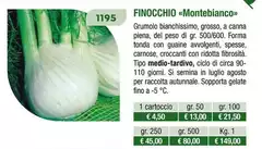  Finocchio