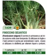 Finocchio Selvatico