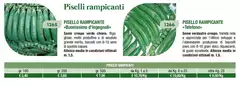 Piselli Rampicante