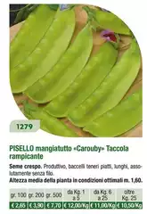 Pisello Mangiattutto CaroubyTaccola Rampicante