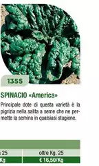 Spinacio America