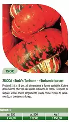 Zucca