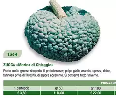 Zucca 