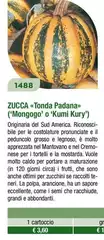 Zucca  