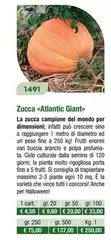 Zucca  