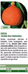 Zucca 