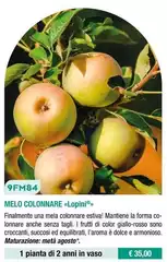 Melo Colonnare 