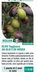 Fratelli Ingegnoli - Olivo Taggiasca Da Olio E Da Mensa Fratelli Ingegnoli - Olivo Taggiasca Da Olio E Da Mensa