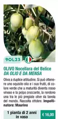 Fratelli Ingegnoli - Olivo Nocellara Del Belice Da Olio E Da Mensa Fratelli Ingegnoli - Olivo Nocellara Del Belice Da Olio E Da Mensa