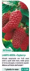 9FR48 Lampo-Mora «Tayberry»