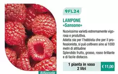 9FL24 Lampone <Sansone>