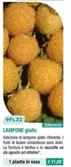 9FL22 Lampone Giallo