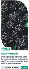 9FR45 Mora Senza Spine