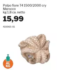 Polpo Fiore T4 1500/2000 Cry Marocco