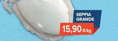 Seppia Grande