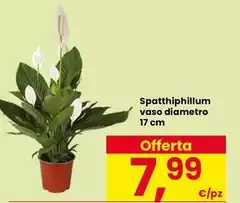 Spathiphillum Vaso Diametro