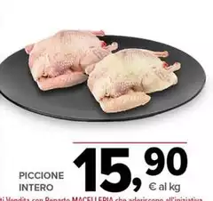 Piccione Intero