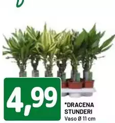 Dracena Stunderi