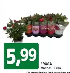 Rosa