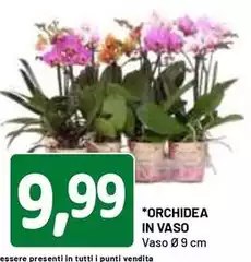Orchidea In Vaso