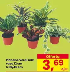 Piantine Verdi Mix