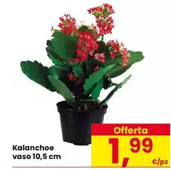Kalanchoe Vaso